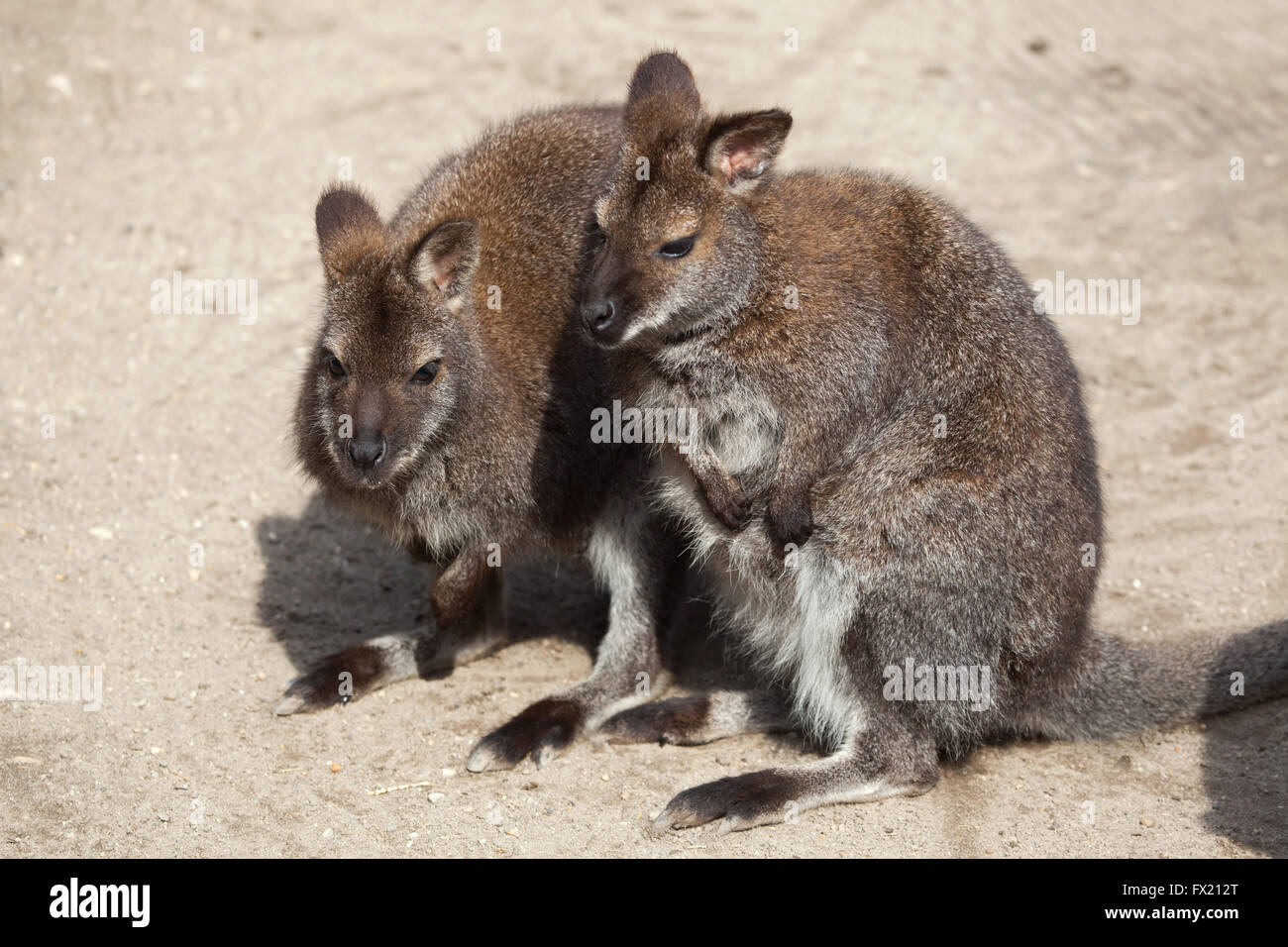 Red-necked wallaby (Macropus rufogriseus), also known as the Bennett's wallaby at Budapest Zoo in Budapest, Hungary. Stock Photo