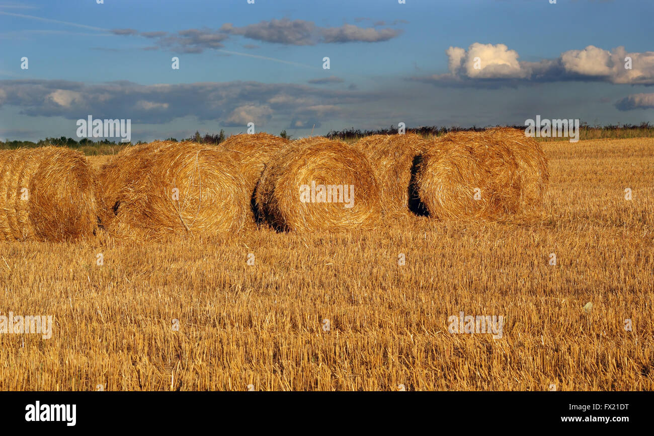 Field bales hay photo hi-res stock photography and images - Alamy