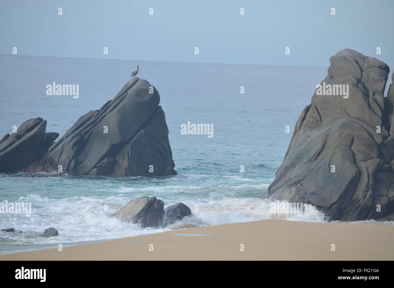 Bird on Rocks at Beach Cabo San Lucas Mexico Stock Photo