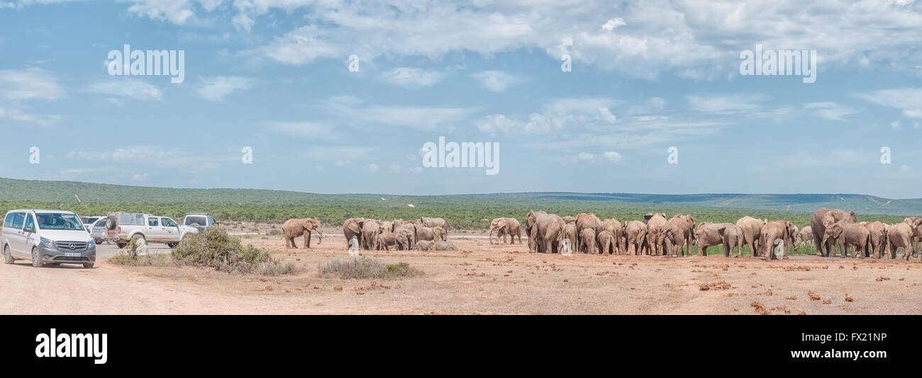 ADDO ELEPHANT NATIONAL PARK, SOUTH AFRICA - FEBRUARY 24, 2016: Unidentified tourists in vehicles viewing a large herd elephants Stock Photo