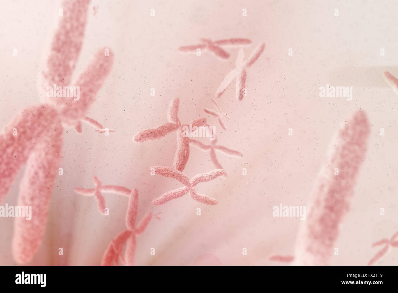 Chromosome High Resolution Stock Photography and Images - Alamy