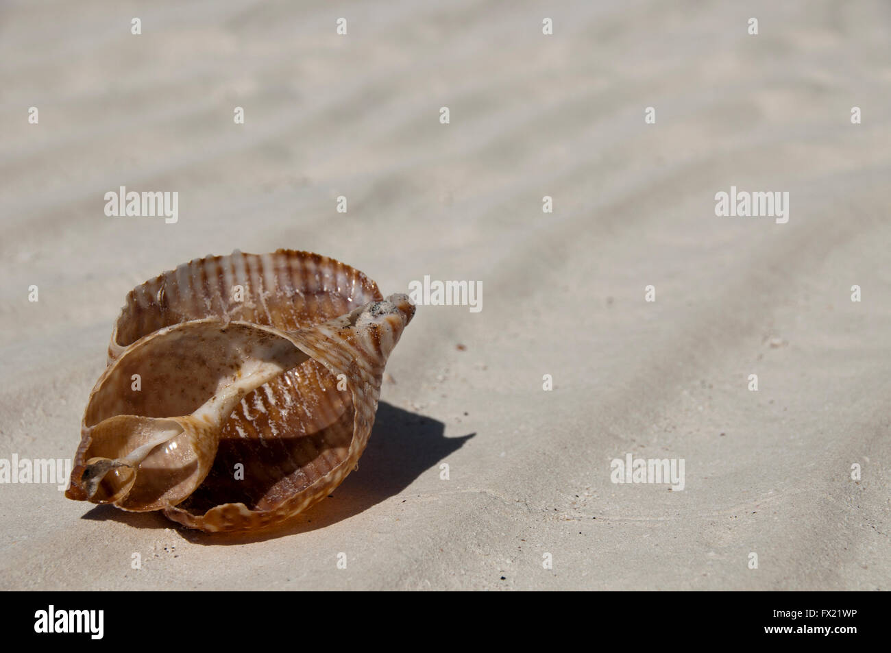 Open sea shell on the beach Stock Photo - Alamy