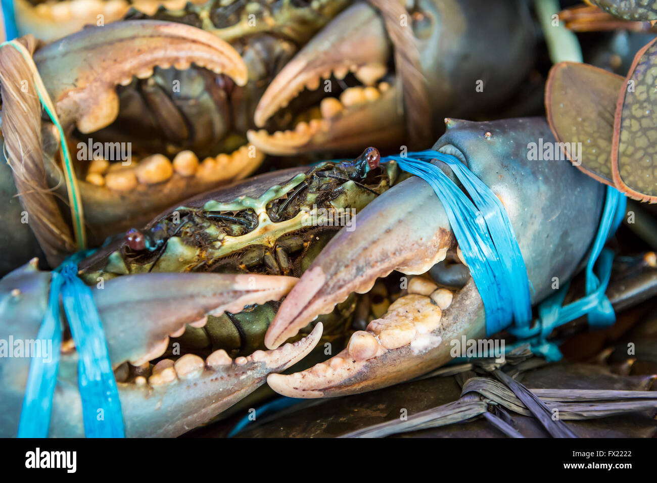 Plastic crabs hi-res stock photography and images - Alamy