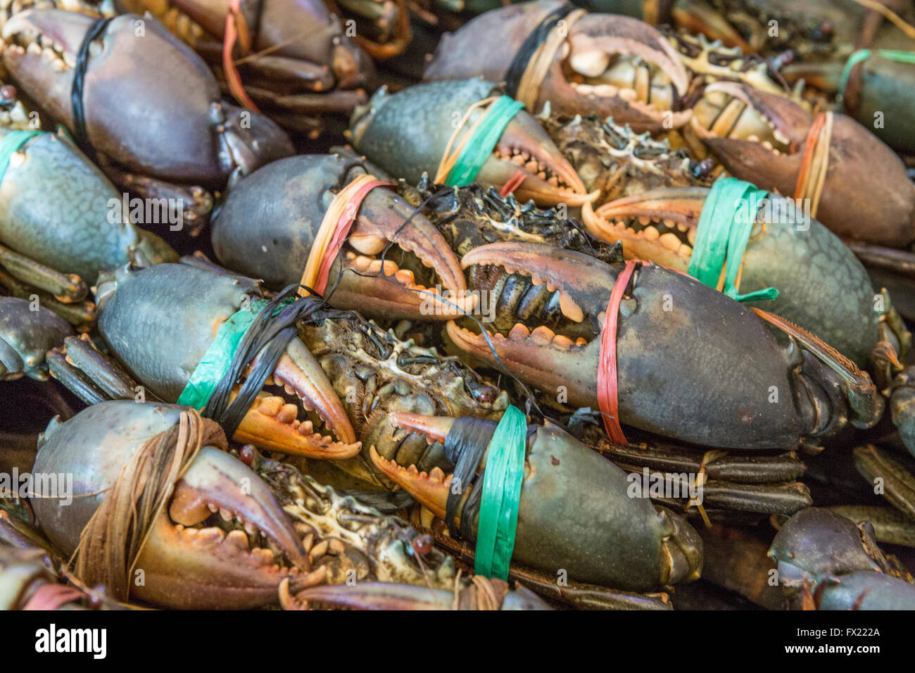 Sea-crabs tied with plastic-ropes on tray for cooking. Selective focus. Stock Photo