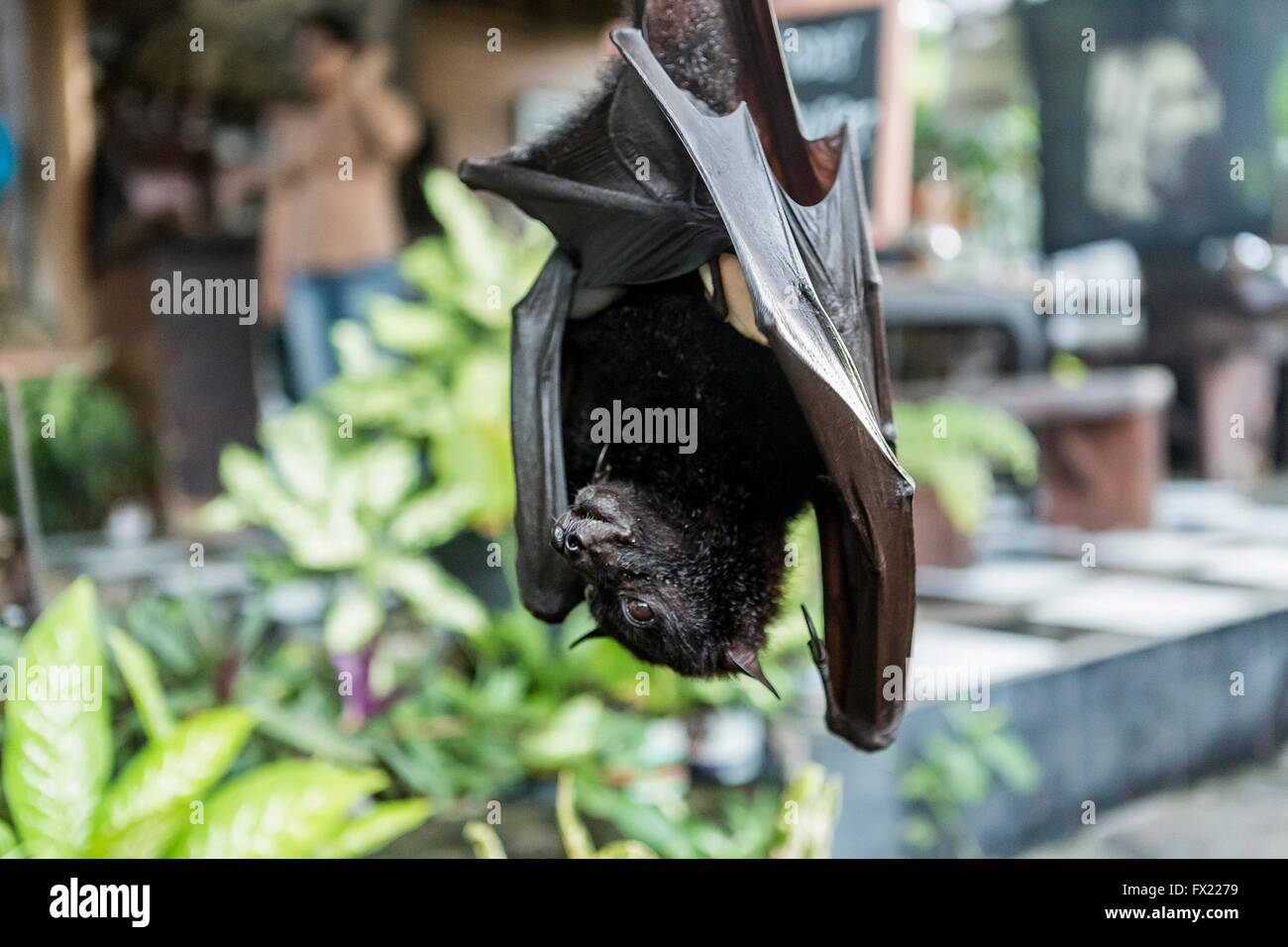 Tame bat sleeping at a market. The bat is for attracting customers to that particular stall. Tanah Lot, Bali, Indonesia Stock Photo