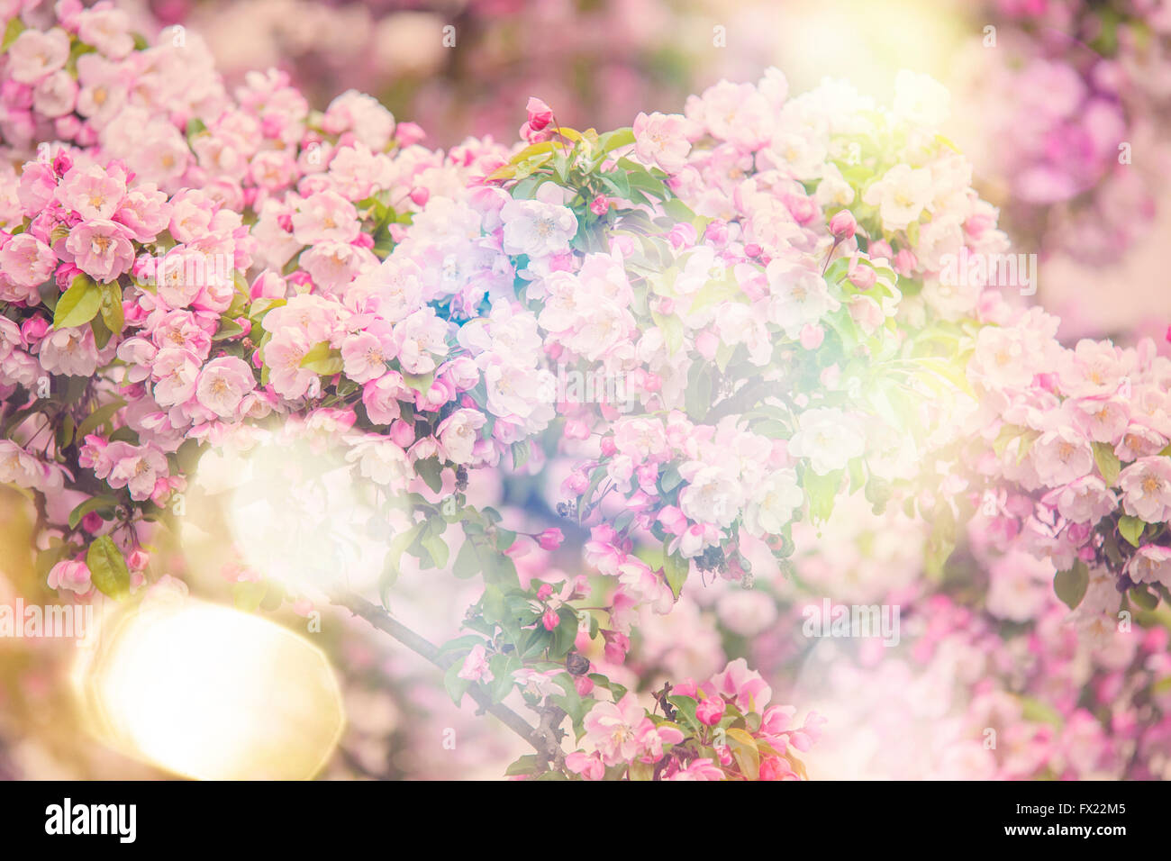 Blooming cherry tree Sakura in Spring Stock Photo - Alamy
