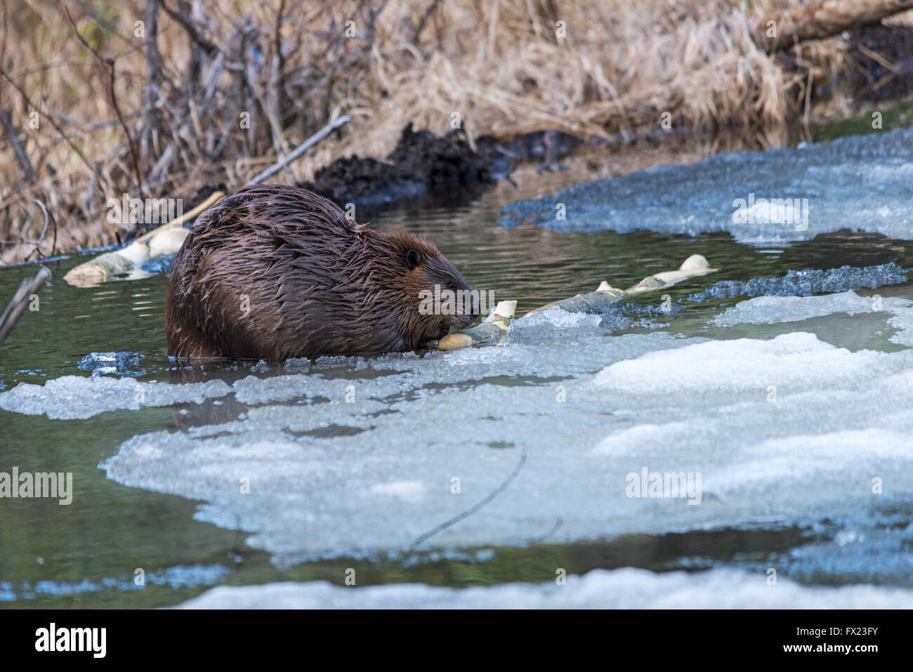 A large beaver eating poplar bark on ice in a Beaver pond Stock Photo