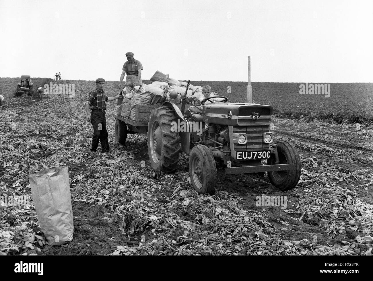 Boy child at the wheel of tractor Potato picking harvesting Britain 1962 1960s Stock Photo