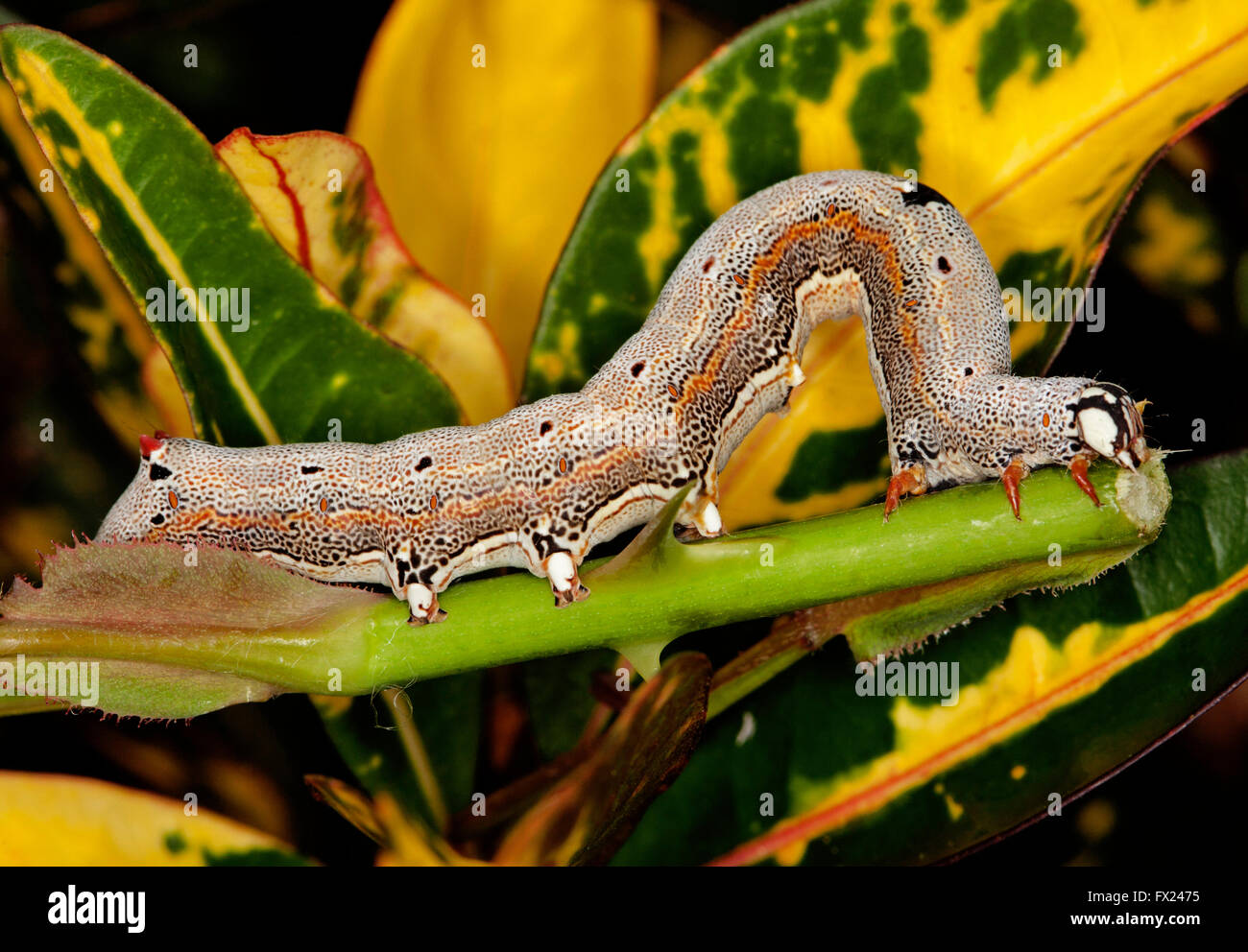 Attractive patterned Australian castor / croton caterpillar,  semi-looper Achaea janata among golden yellow leaves of croton Stock Photo