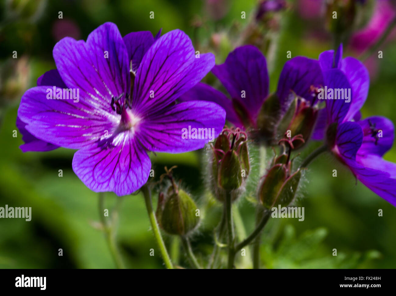 Flowers in the garden of Emil Nolde in Seebuell Stock Photo