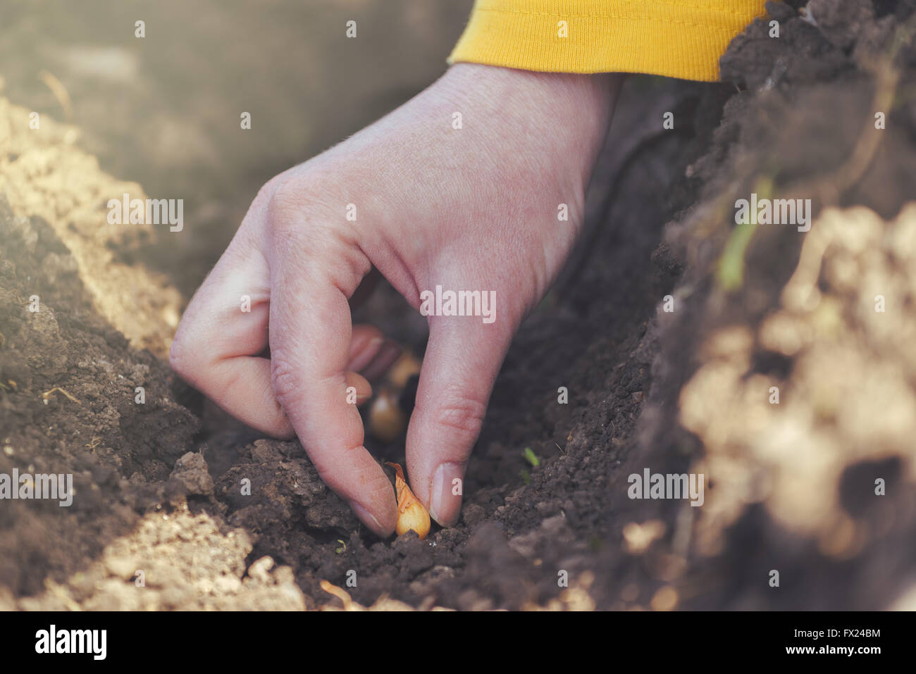 Woman seeding onions in organic vegetable garden, close up of hand planting seeds in arable soil. Stock Photo