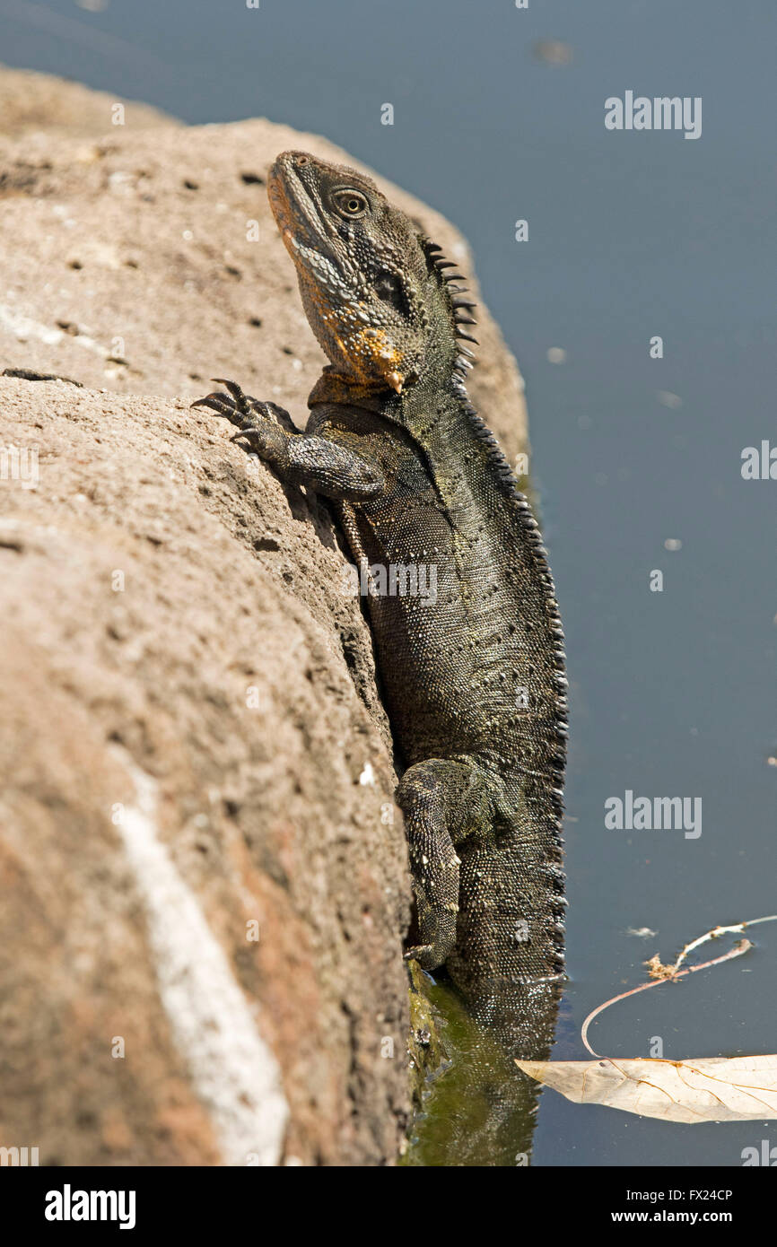 Australian eastern water dragon lizard Physignathus lesueurii on vertical edge of rock as it emerges from water of wetlands Stock Photo