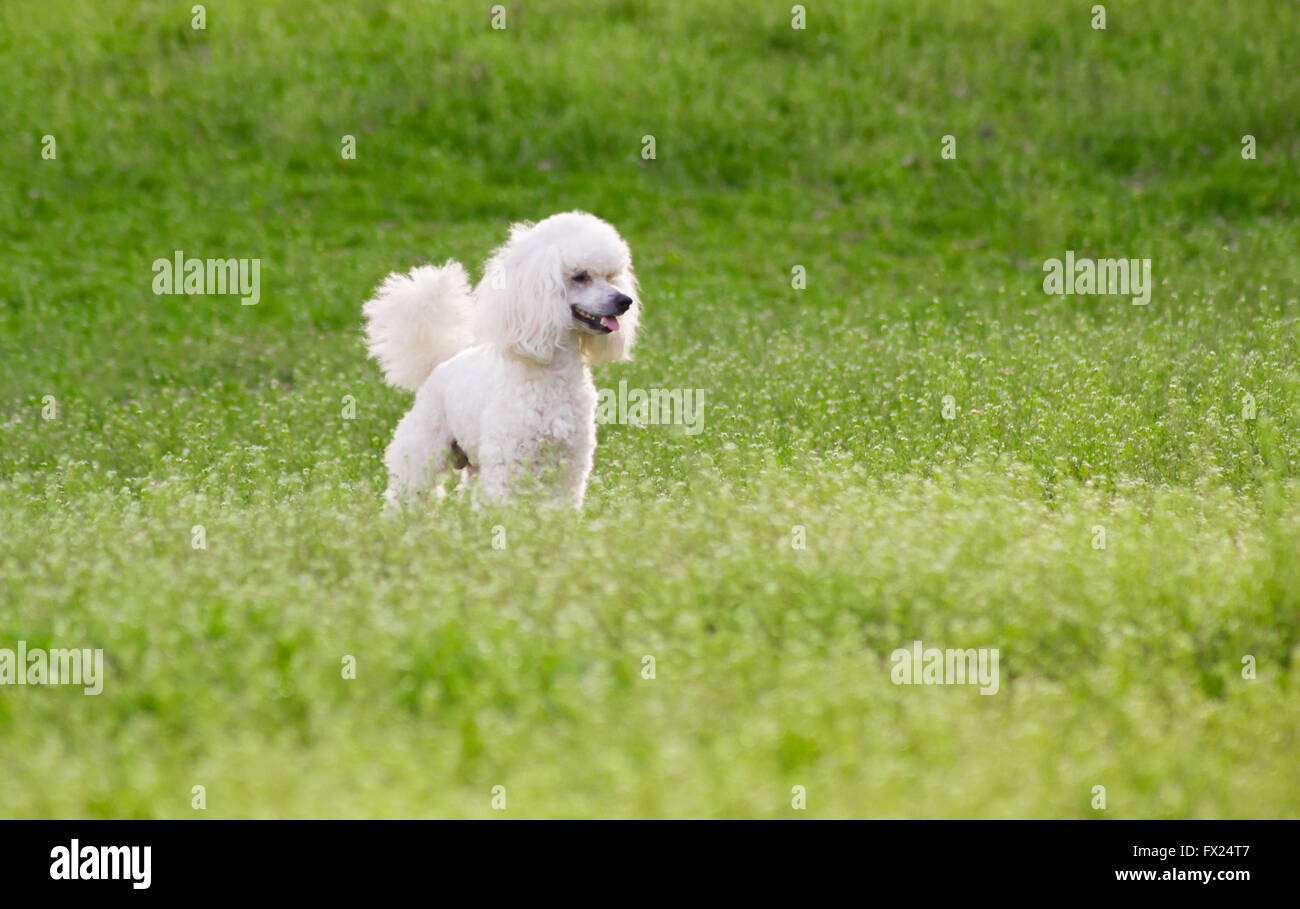 White poodle dog running on green grass field in springtime Stock Photo ...