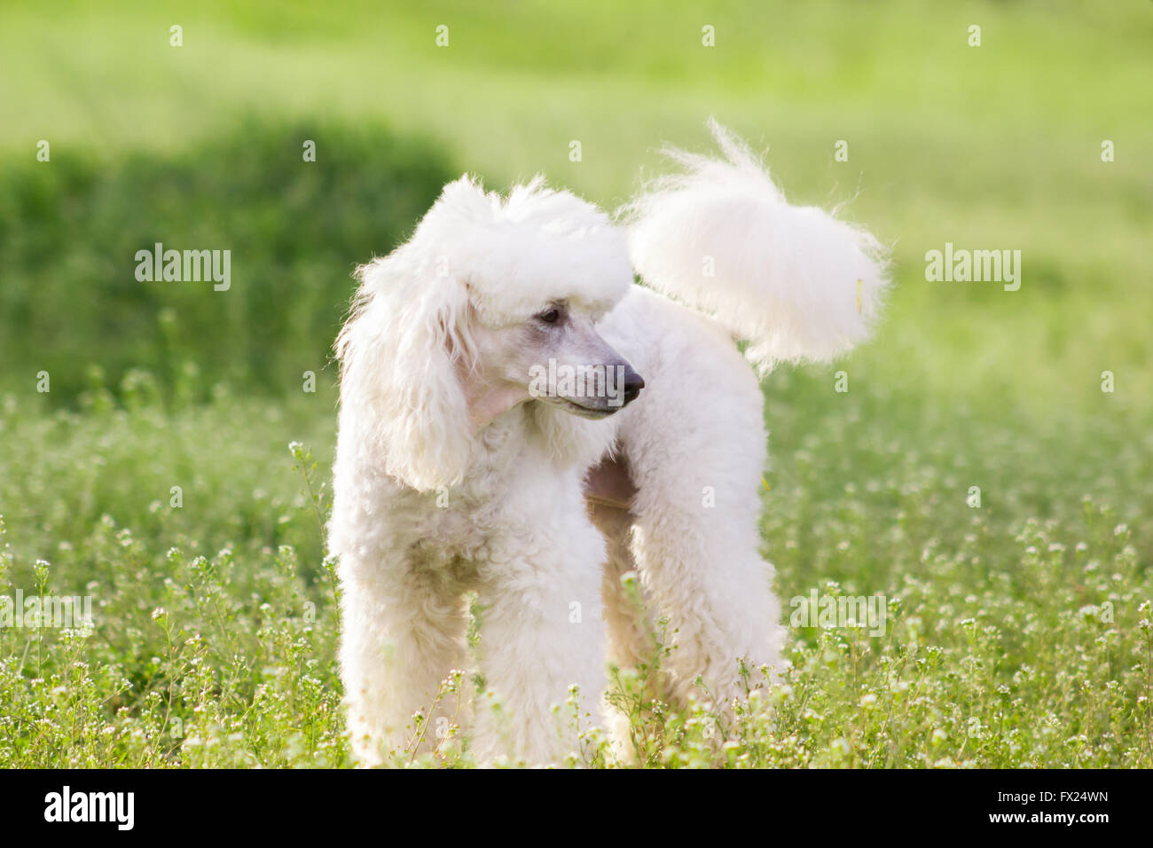 White poodle dog running on green grass field in springtime Stock Photo ...