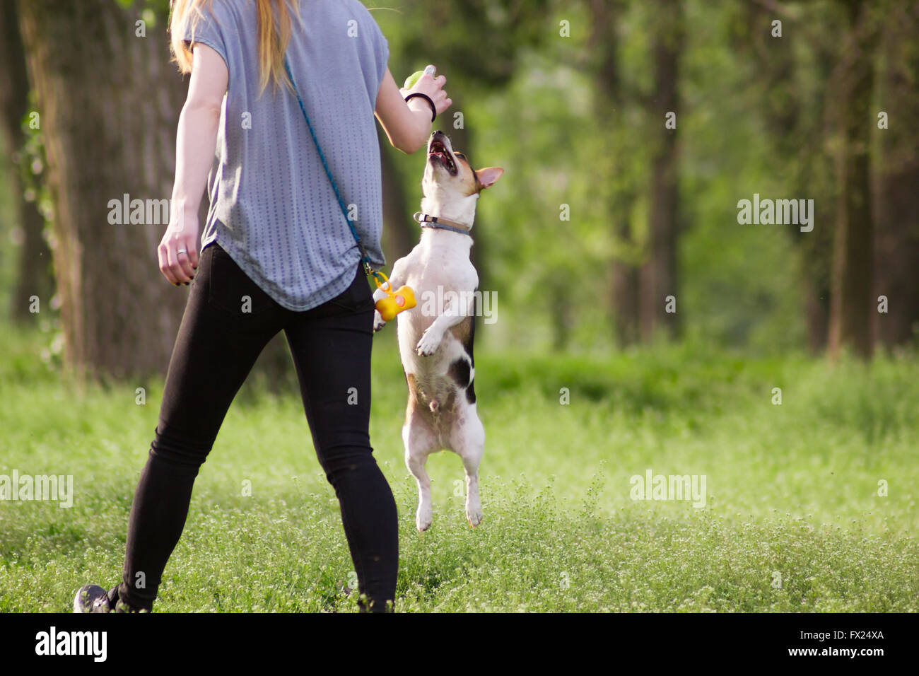 Jumping dog and young woman hires stock photography and images Alamy