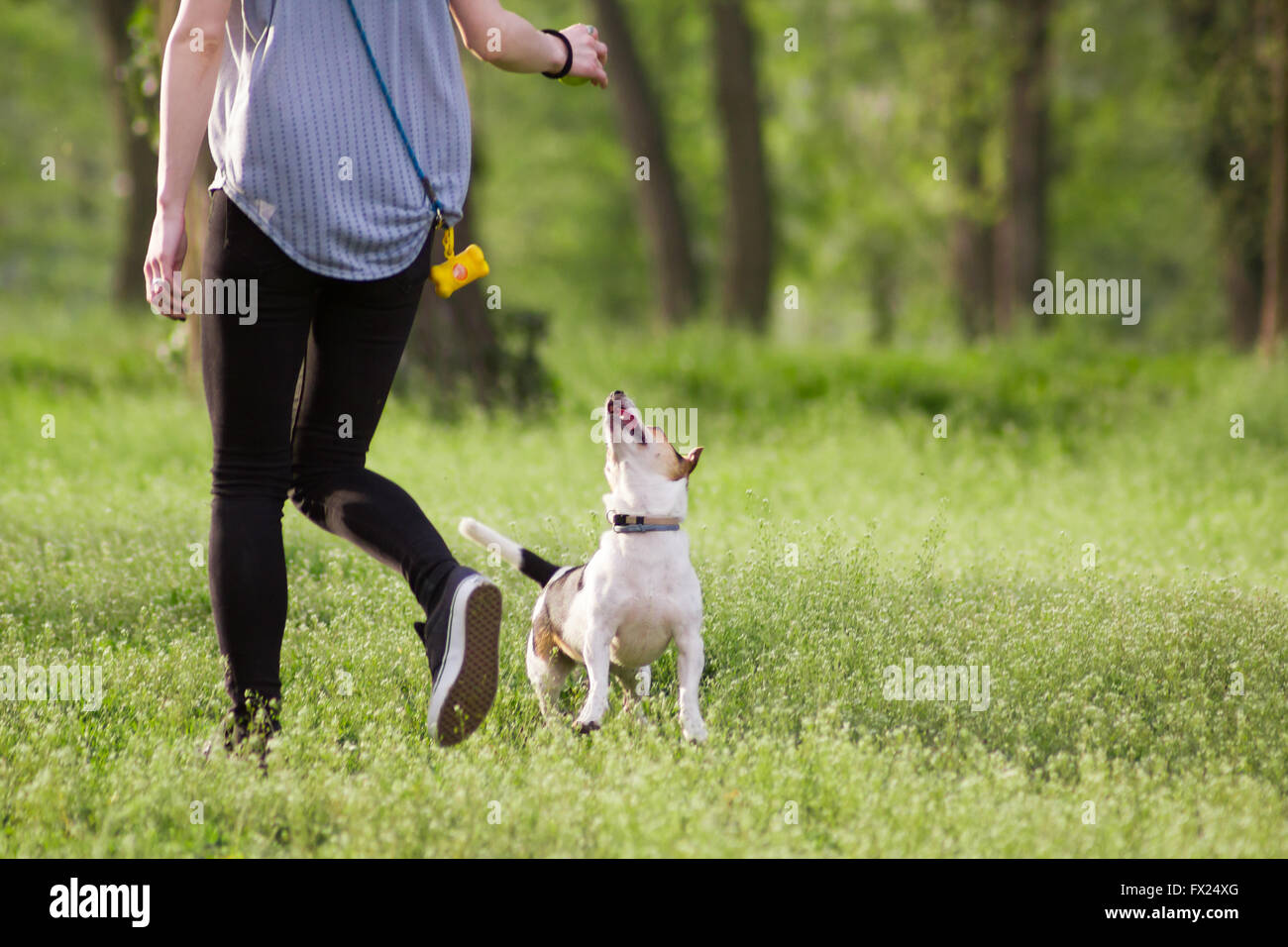 Young woman walking with a dog playing training, jumping dog Stock Photo