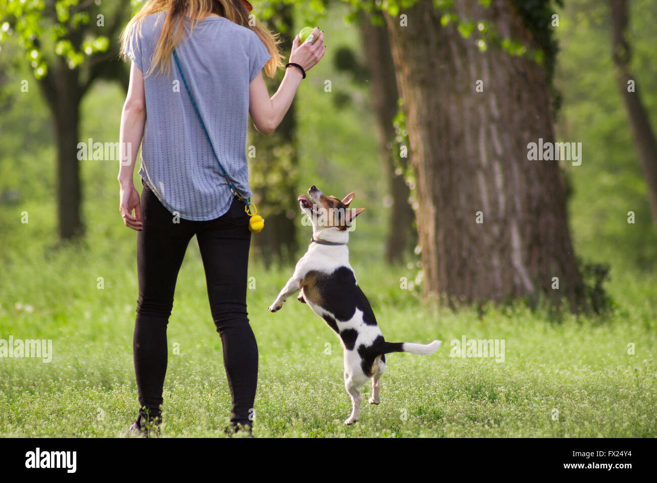 Young woman walking with a dog playing training, jumping dog Stock