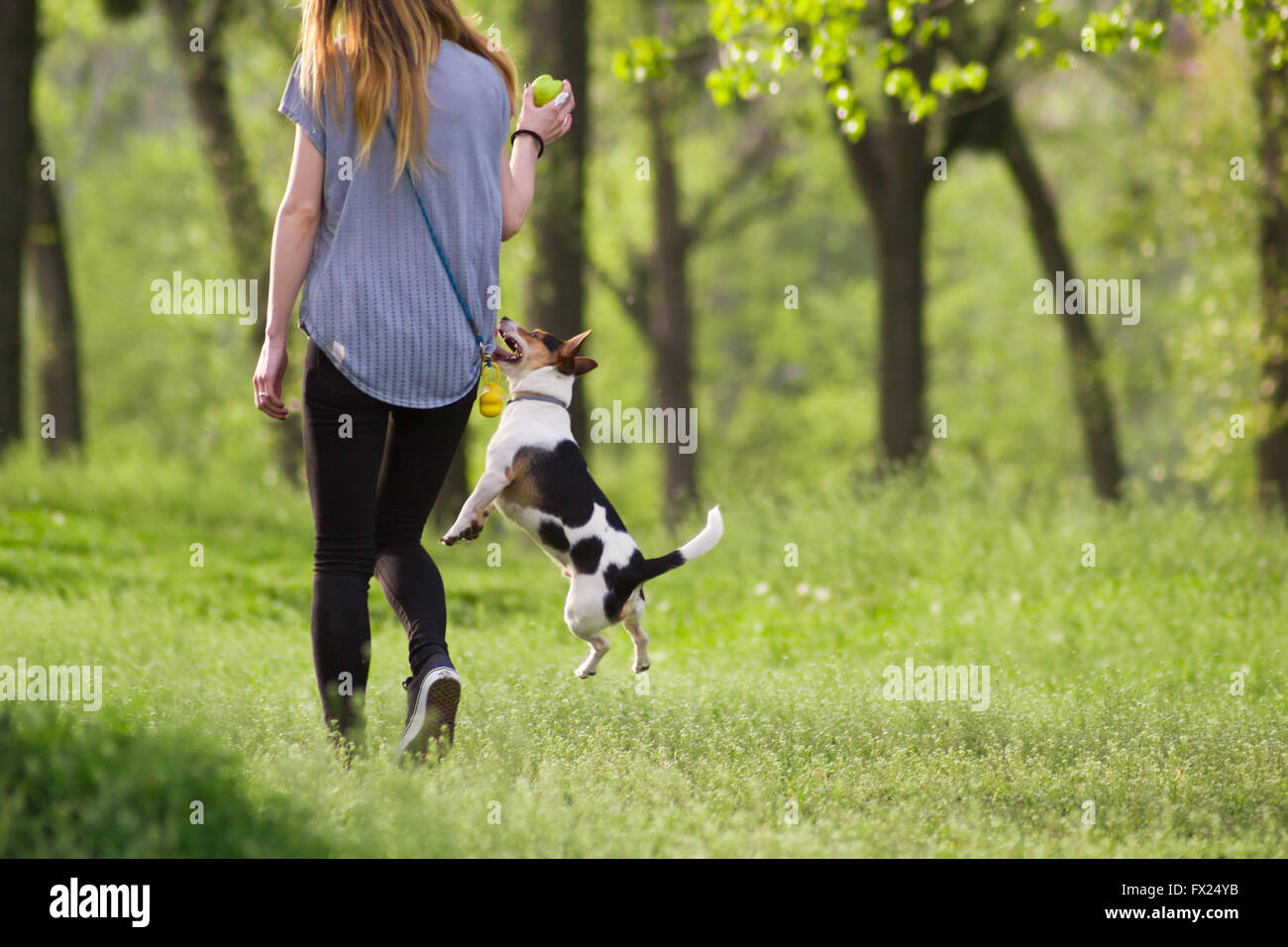 Jumping dog and young woman hires stock photography and images Alamy