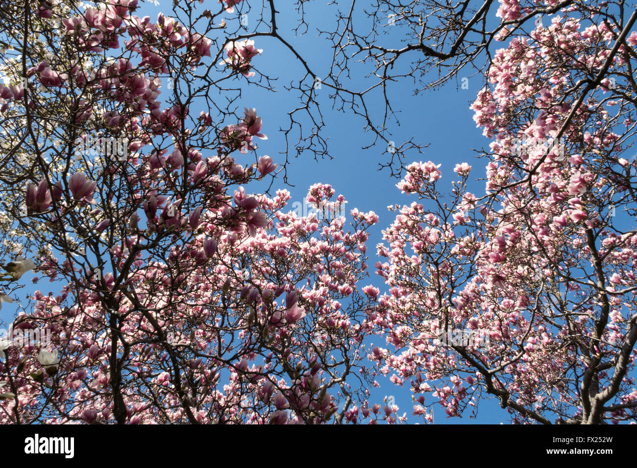 Blooming Magnolia Trees Stock Photo