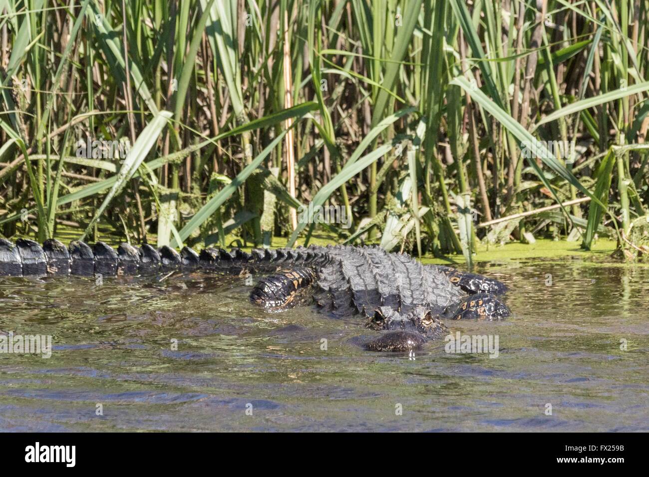 An American alligator hides waiting for prey along a waterway in the ...