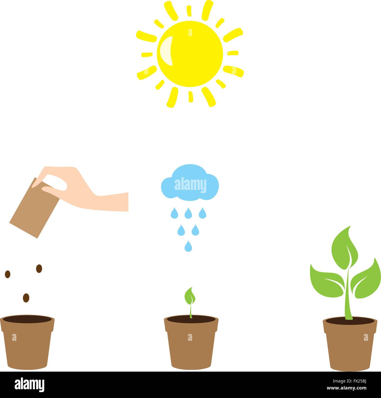 vector illustration of a plant growth gardening concept Stock Vector ...