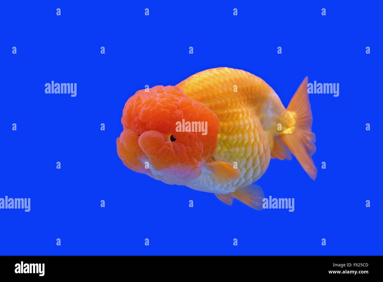 beautiful ranchu or lion head goldfish in fish tank Stock Photo Alamy