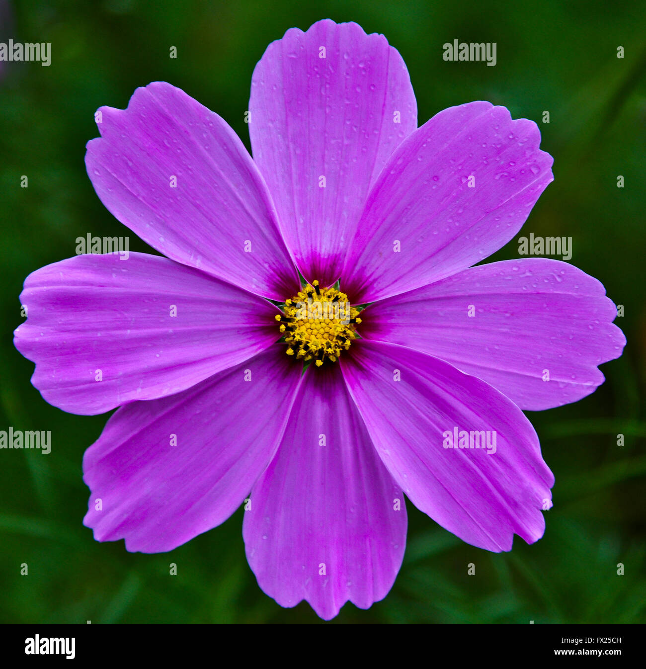 Fushia colored Cosmos Flower close up in Monroe Twp., New Jersey, USA,  unusual close up flowers isolated flower black background Stock Photo -  Alamy