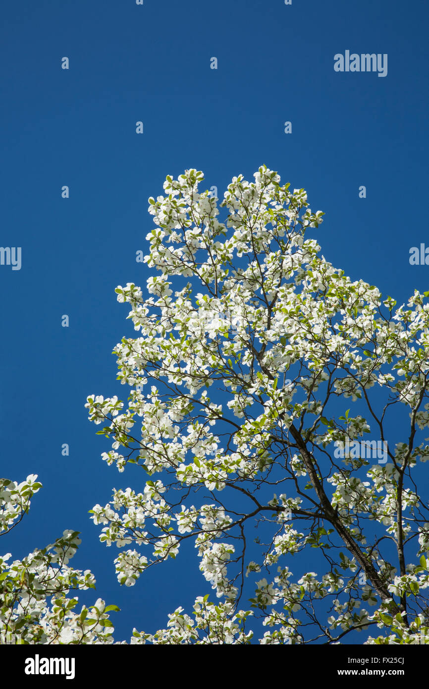 White Dogwood tree flowers isolated against a blue sky, New Jersey, USA