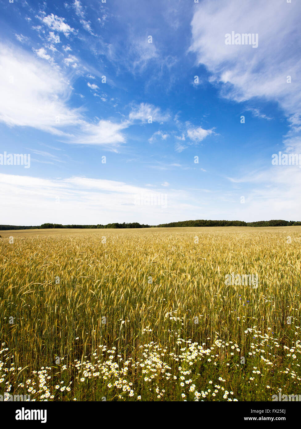 wild flowers in wheat field Stock Photo