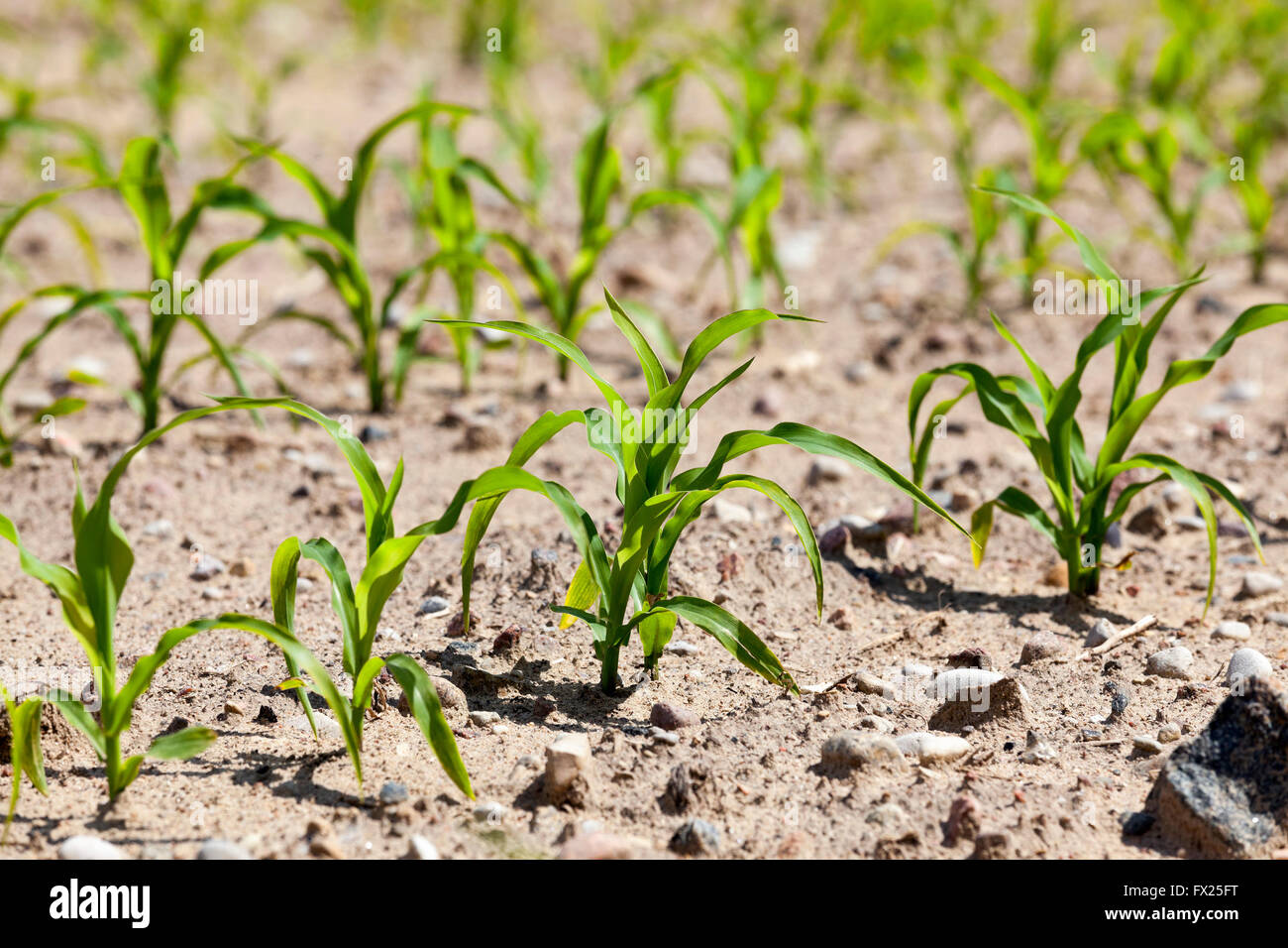 Sparse foliage line hi-res stock photography and images - Alamy