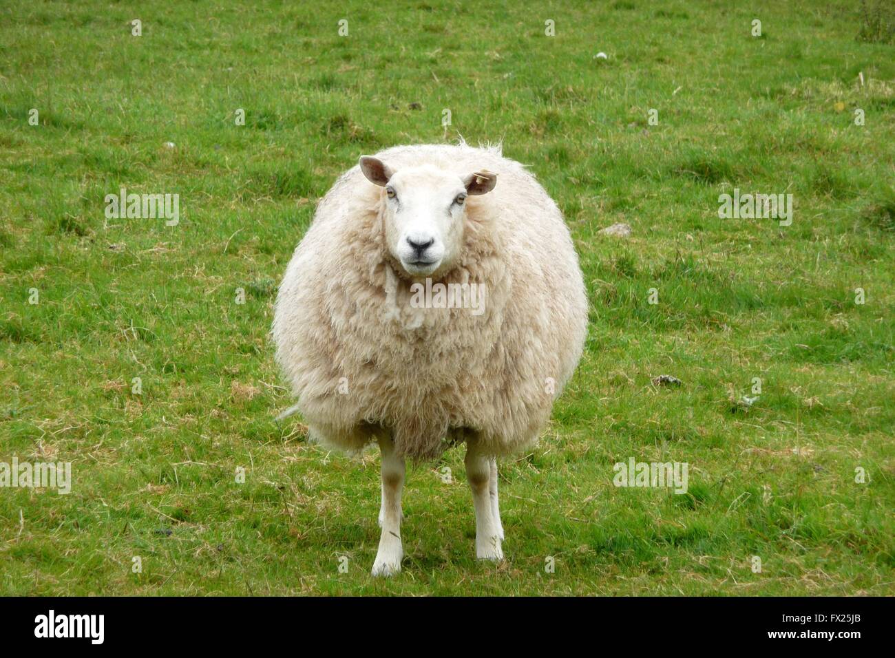 big fluffy sheep