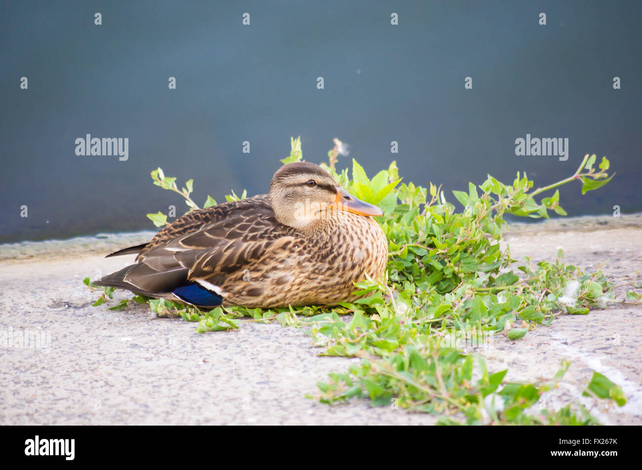 duck sits on the banks of the river in summer day Stock Photo