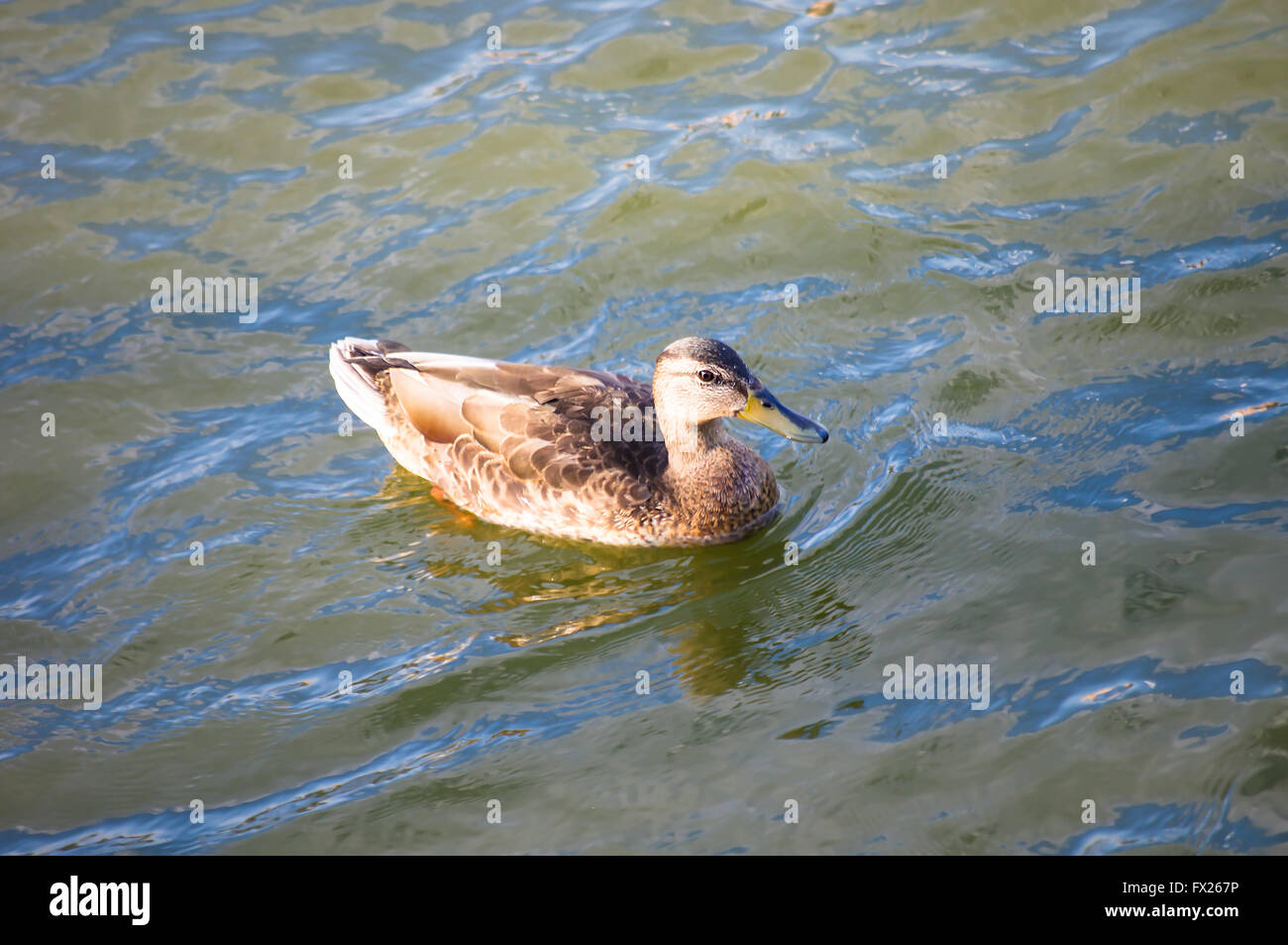 quickly floating down the duck river on a summer day Stock Photo