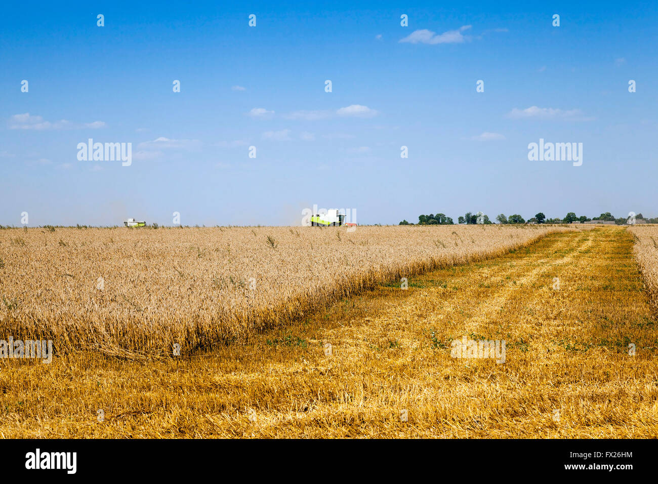 harvesting of cereals Stock Photo - Alamy