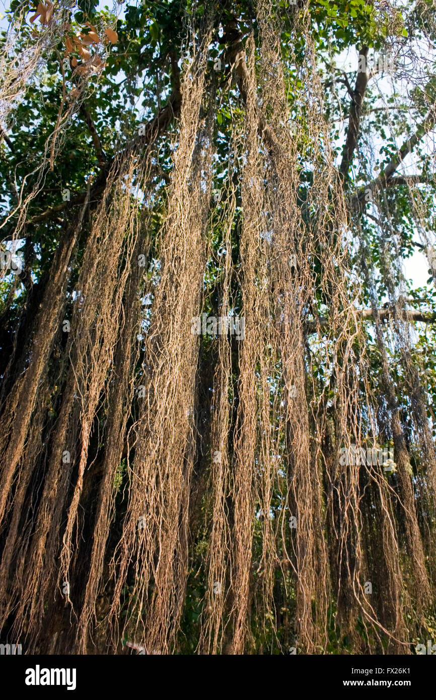 Hanging vines hi-res stock photography and images - Alamy