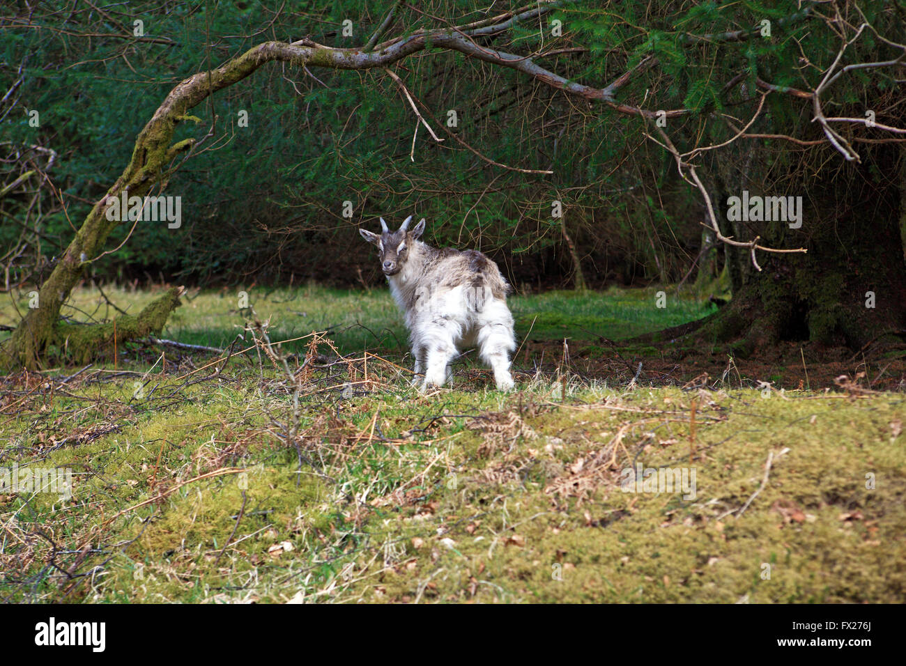 Wild billy goat in the Trossachs of Scotland on the B829 road, Aberfoyle to Stronachlachar Stock Photo
