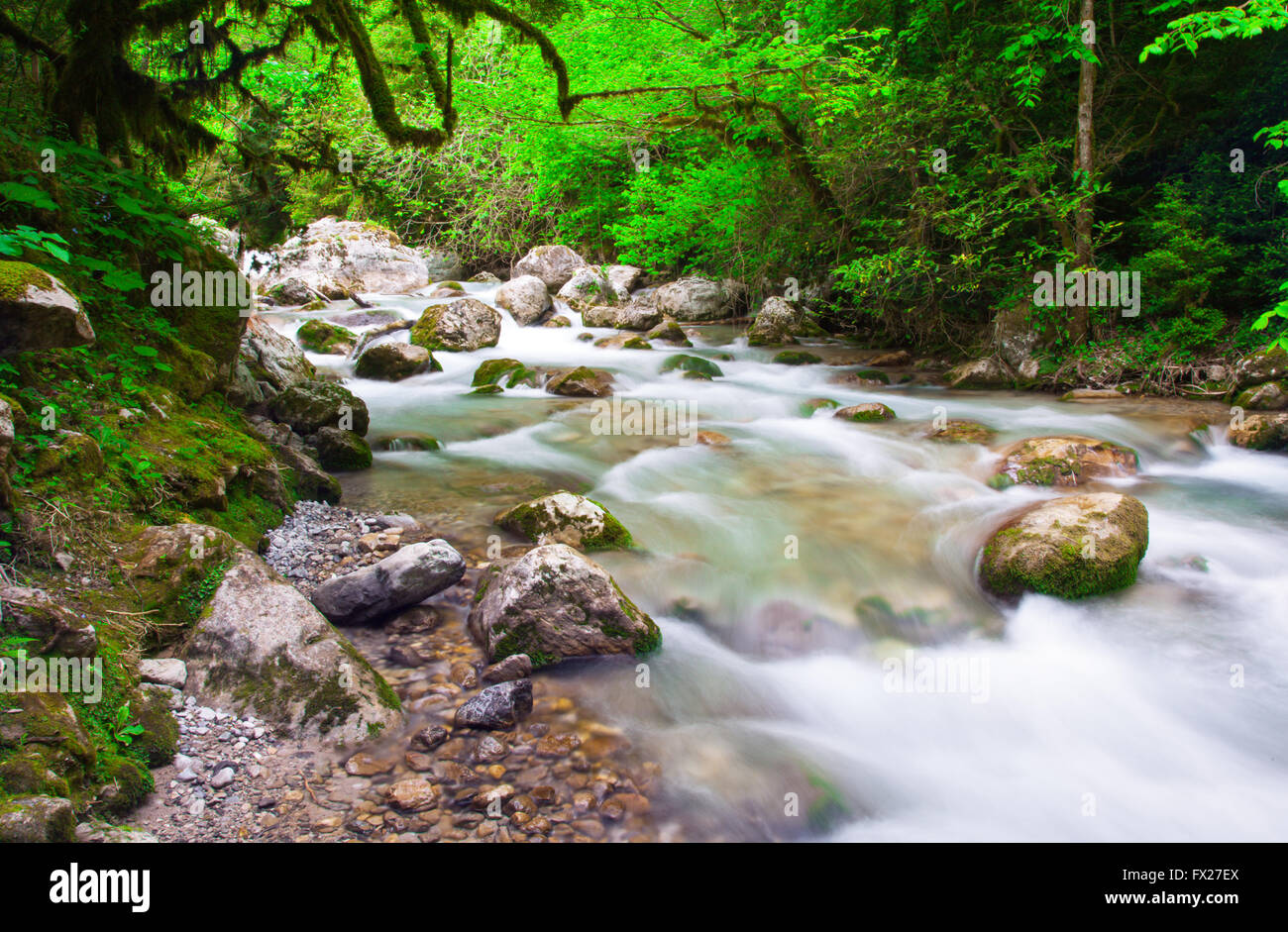 river in beautiful forest Stock Photo - Alamy