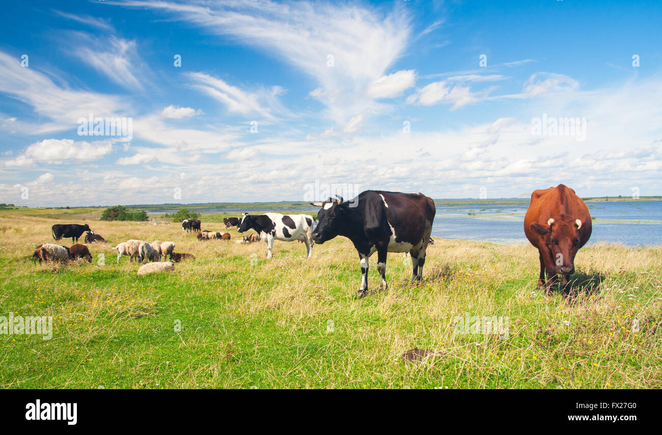 Pasture scenery hi-res stock photography and images - Alamy