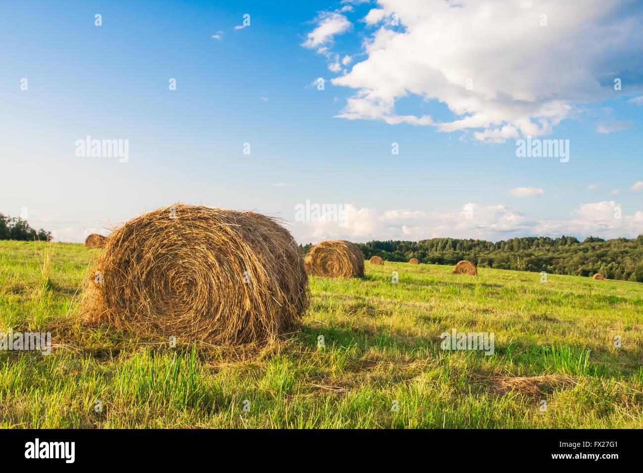 hay bales in a field Stock Photo - Alamy