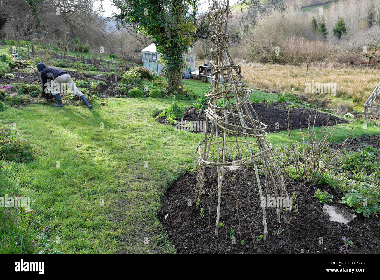 Willow tipi for growing sweetpeas and woman working in a garden in April spring Wales UK  KATHY DEWITT Stock Photo