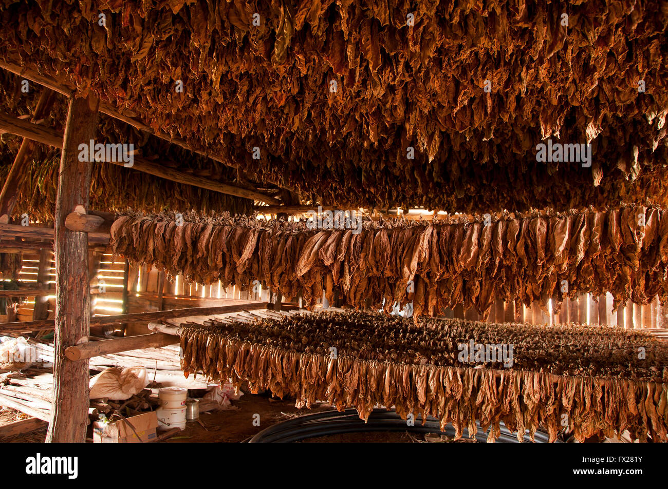 Ферментация табачного листа. Высушенные листья табака. Высушенные листья табака. Ферментация табака. Табачный лист.