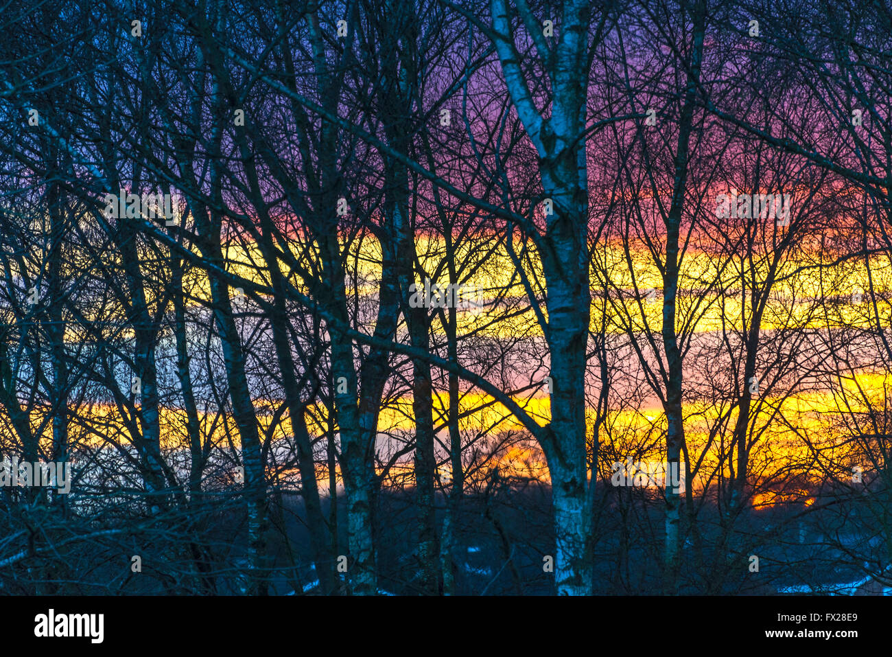 A Beautiful Red and Orange Sunset Through Silver Birch Trees in a