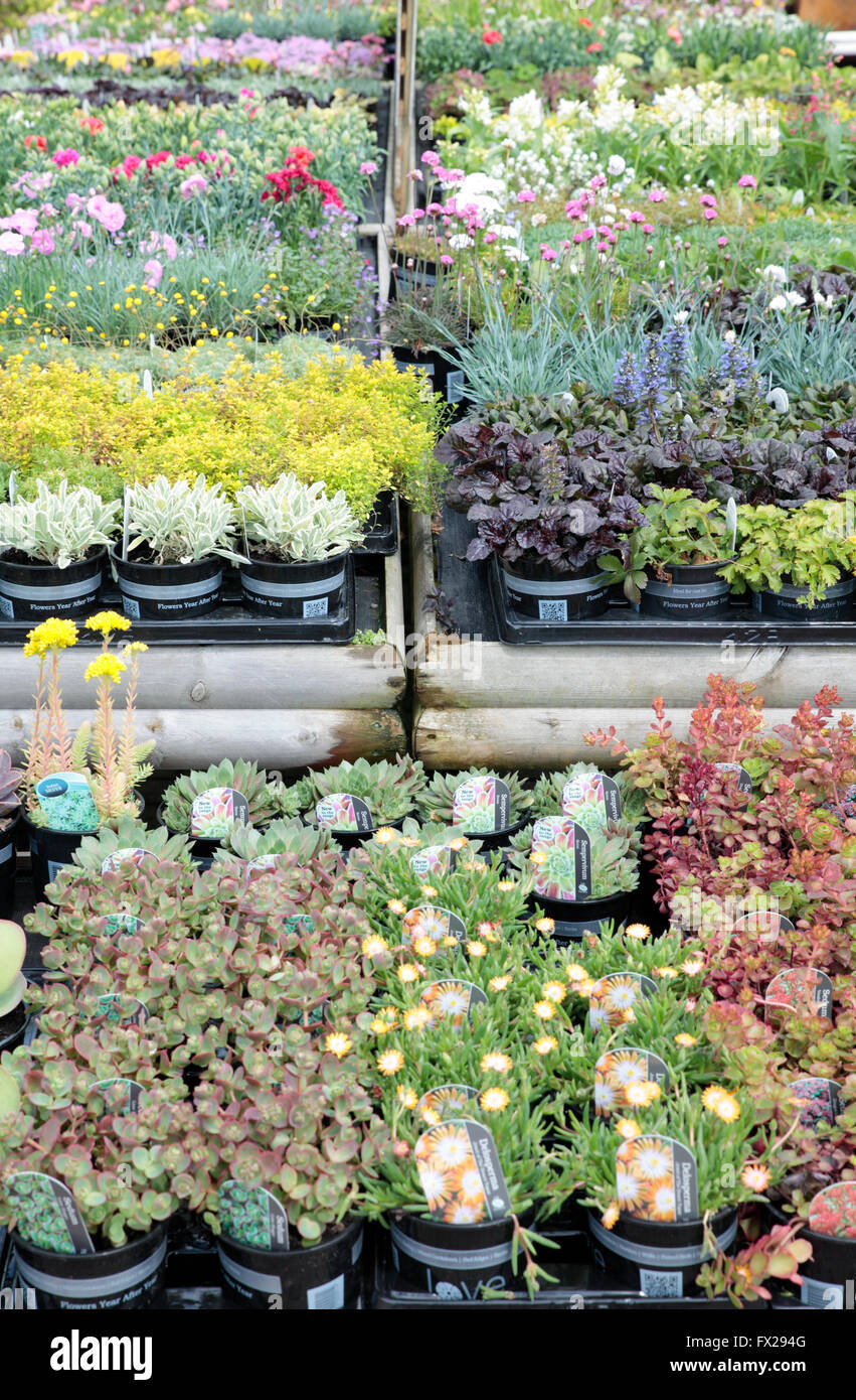 Plants for sale at garden centre, Horsham, West Sussex, England Stock Photo Alamy