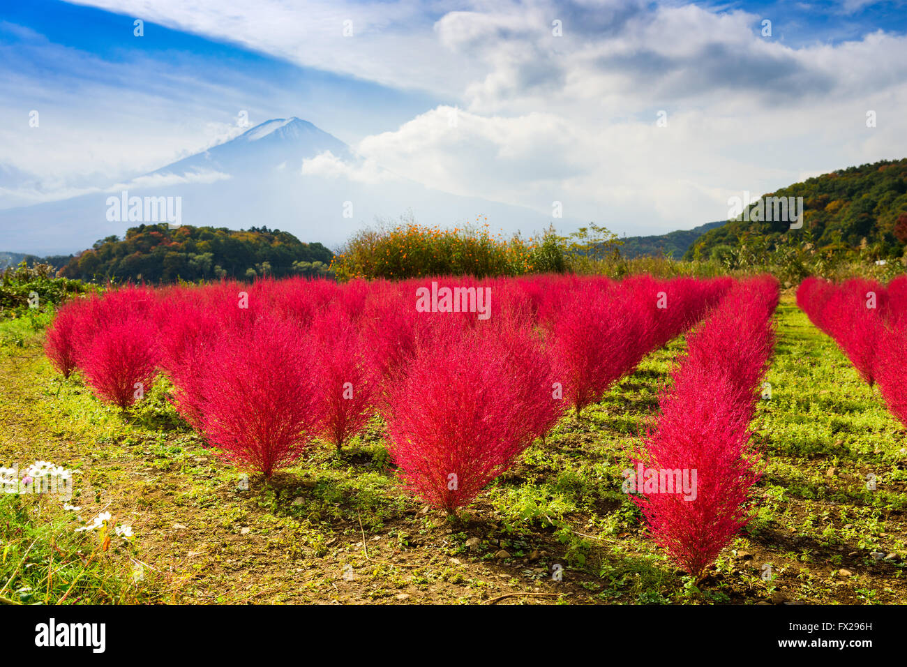 Kokia Hi Res Stock Photography And Images Alamy