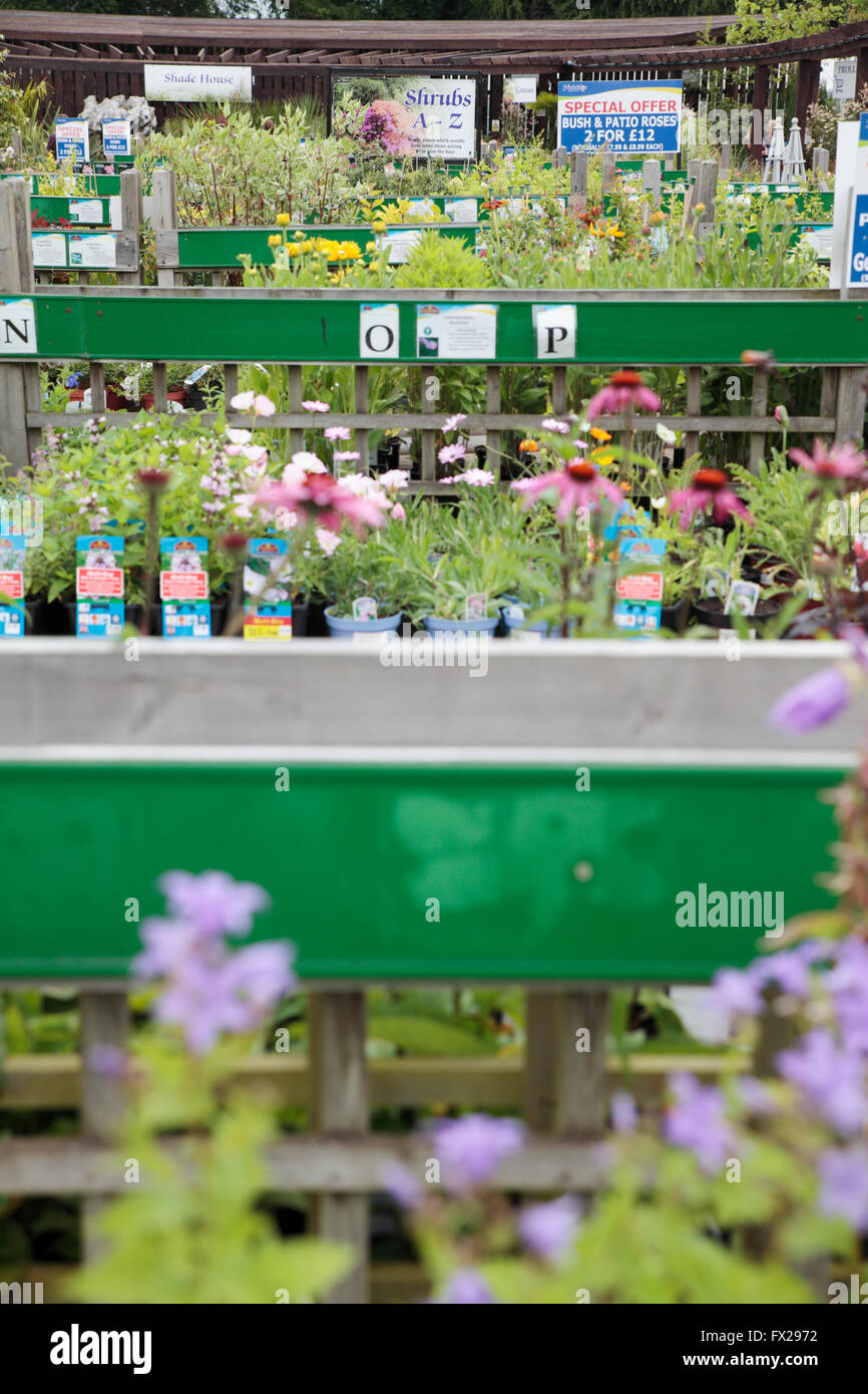 Plants for sale at garden centre, Horsham, West Sussex, England Stock
