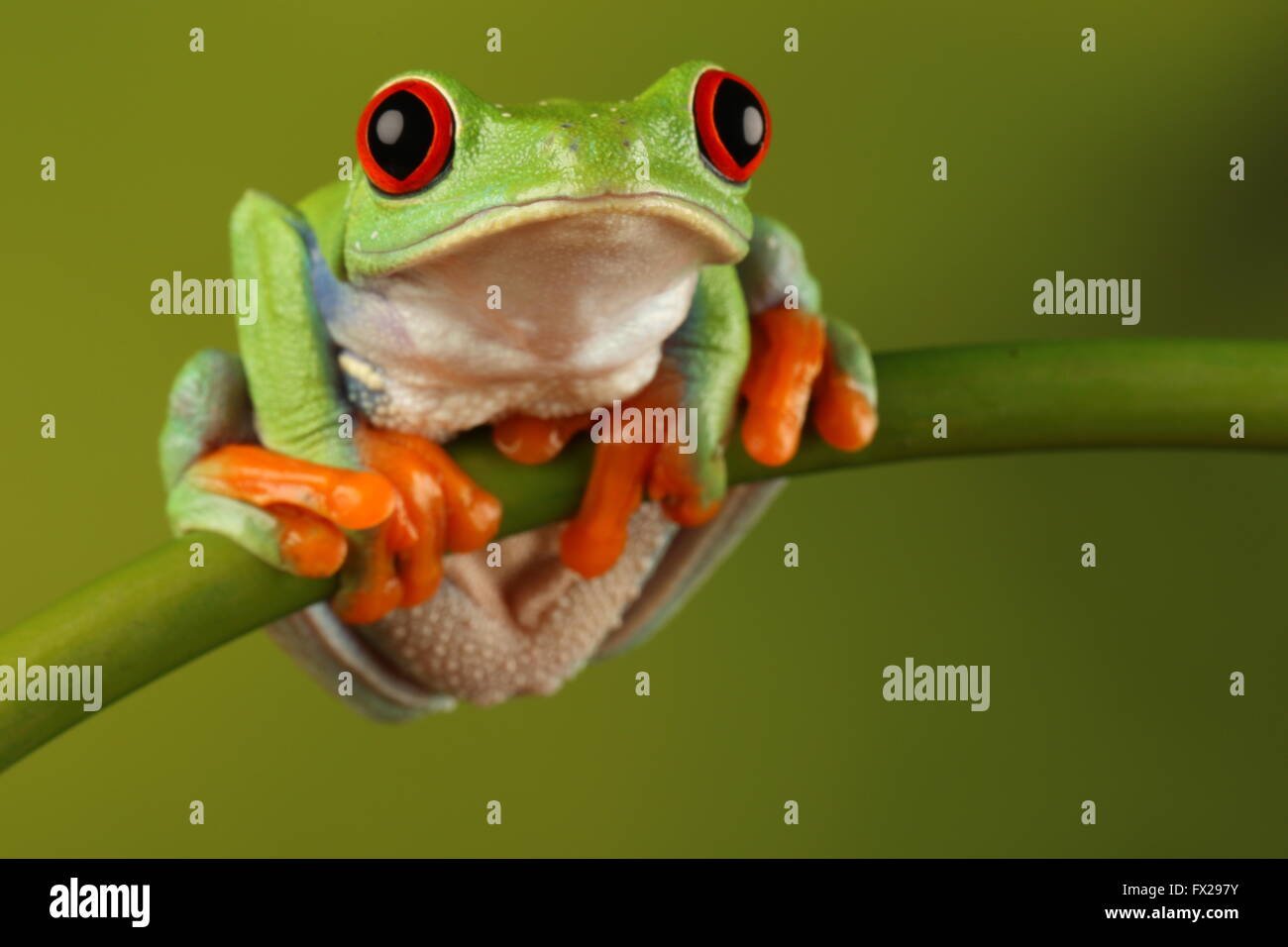 Red-eyed tree frog sat on bamboo Stock Photo