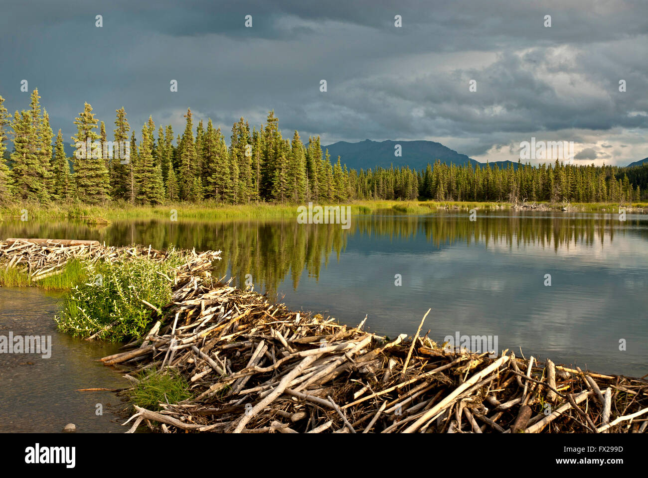 Beaver dam and lake, Alaska, Stock Photo