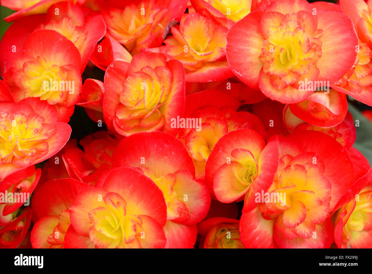 Begonia flowers close-up Stock Photo