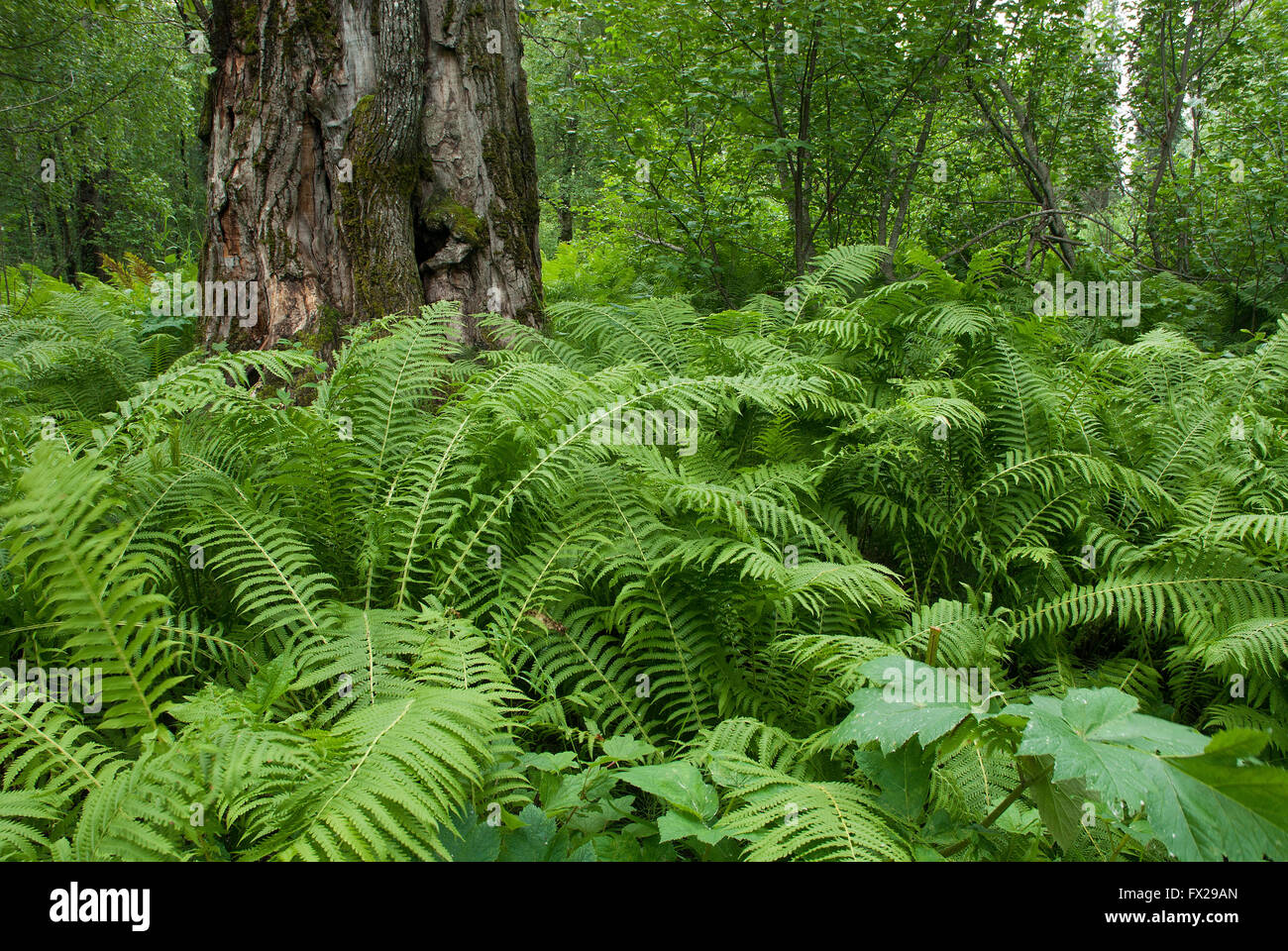 Ferns in Alaskan forest, Alaska, USA Stock Photo