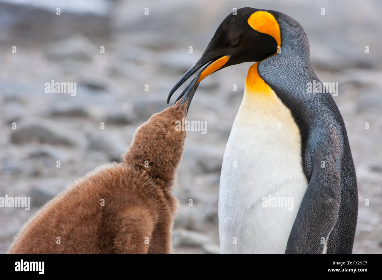 King Penguin Chicks South Georgia Hi res Stock Photography And Images 